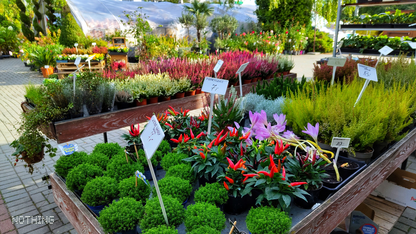 Rośliny kwiaty sadzonki krzewy drzewka nasiona